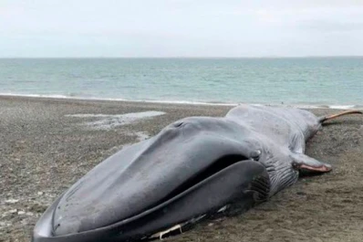 Se sacaron fotos y escribieron en una ballena varada cerca de Punta Arenas en Chile
