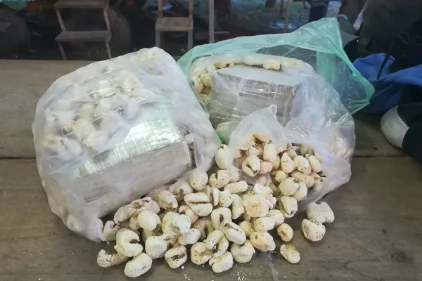 Insólito: secuestraron más de 2 kilos de cocaína escondidos en bolsas de tutucas