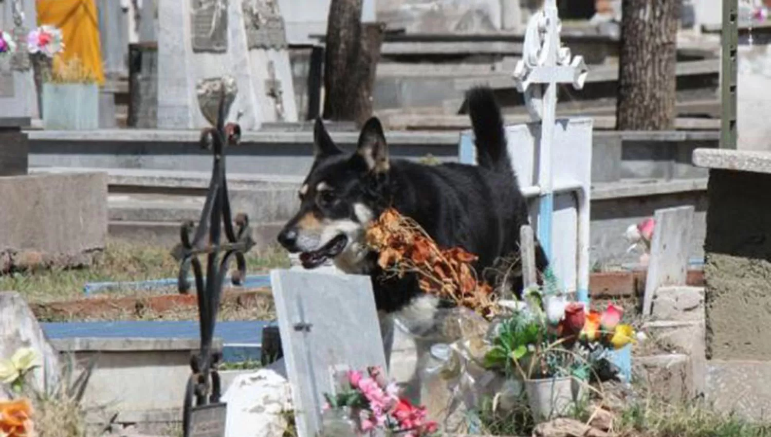 La muerte de Capitán tuvo repercusión en las redes sociales. FOTO TOMADA DE LAVOZ.COM