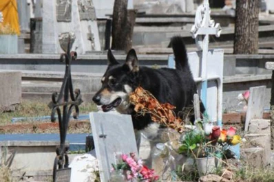 Polémica por el entierro de Capitán, el perro que pasó más de 10 años junto a la tumba de su amo