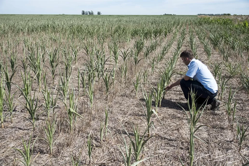 PÉRDIDAS. La falta de lluvias en las tierras productivas coincide con la etapa de siembra y desarrollo de la soja.  lanacion.com 