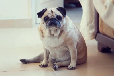 El 40% de los perros y los gatos sufre de sobrepeso: la tendencia va en alza en Tucumán