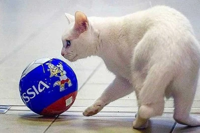 El Mundial tendrá su pronosticador oficial