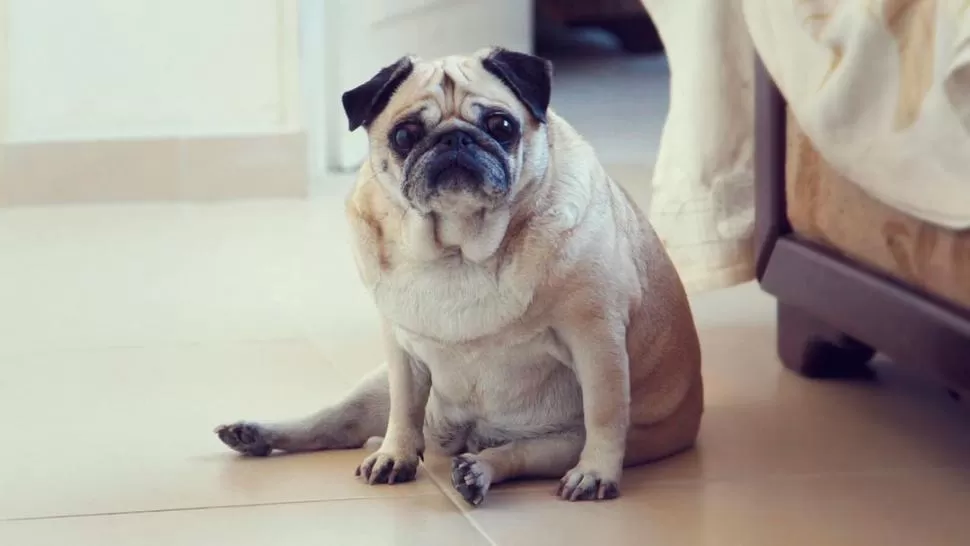 UN PROBLEMA DE SALUD. No es normal que las mascotas sufran sobrepeso y esto puede acarrearles diversas enfermedades, como patologías cardíacas. 