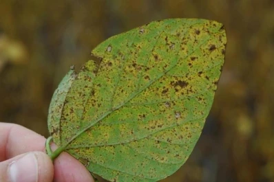 Detectan roya de la soja en Salta