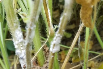 Vigilan la sanidad de los cultivos de soja en el NOA