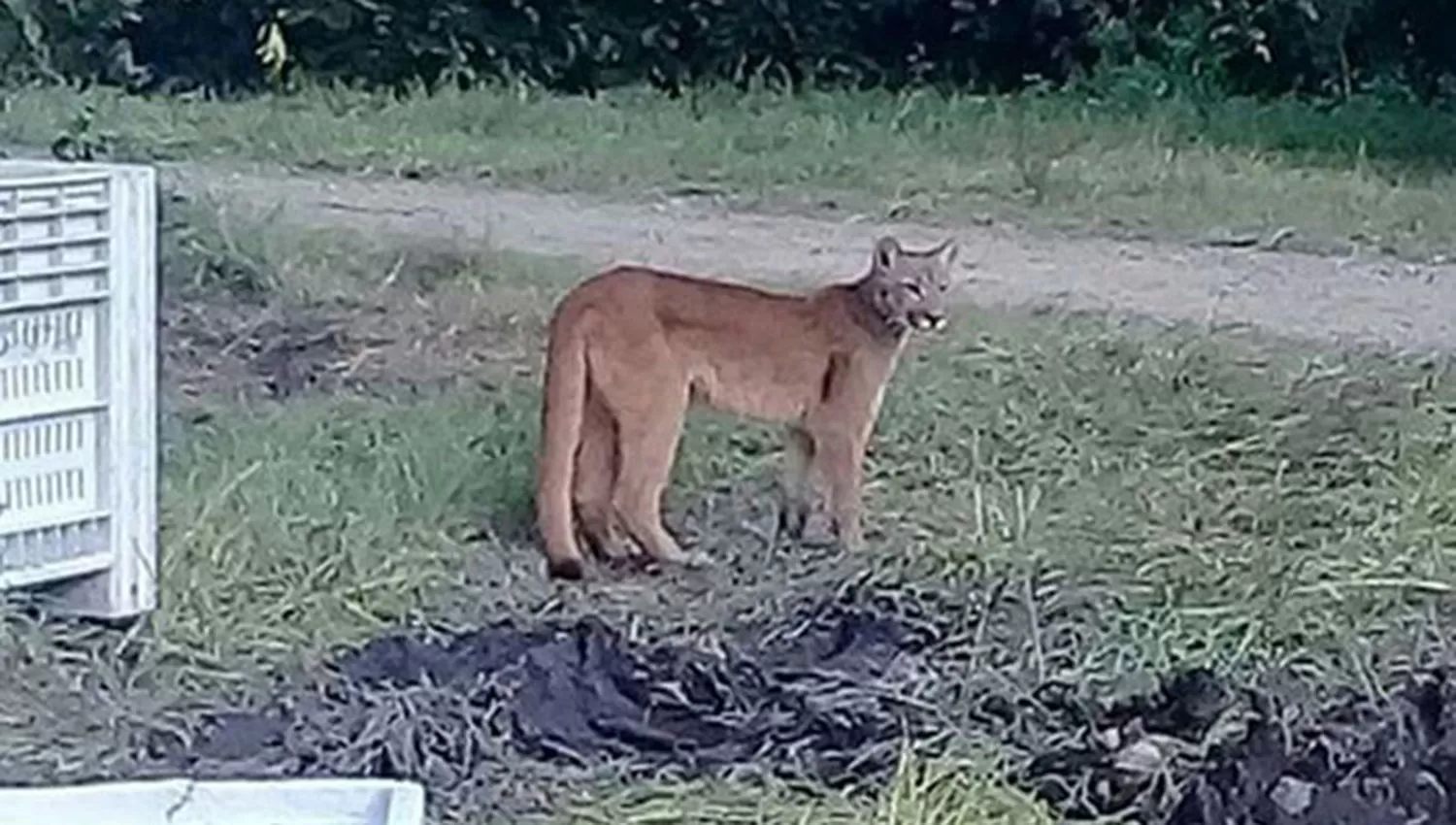 La imagen del felino se viralizó a través de Whatsapp y las redes sociales.