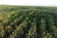 Plantas de soja presentan “estrés hídrico”