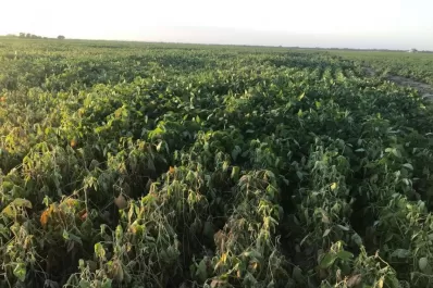 Plantas de soja presentan “estrés hídrico”