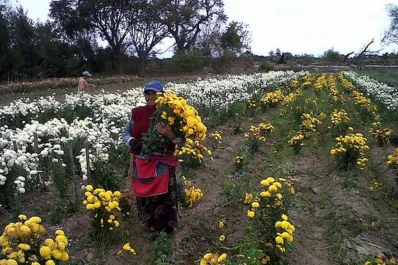 Buscan fortalecer la floricultura