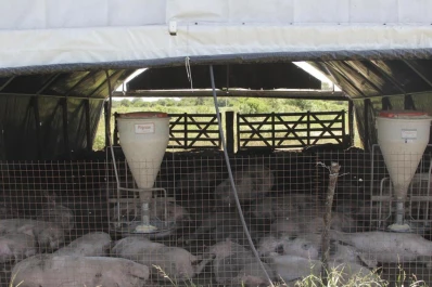 El “túnel de cama profunda” ayuda a engordar cerdos en Burruyacu