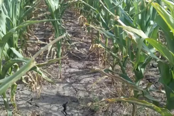 Los maíces muestran estados muy distintos