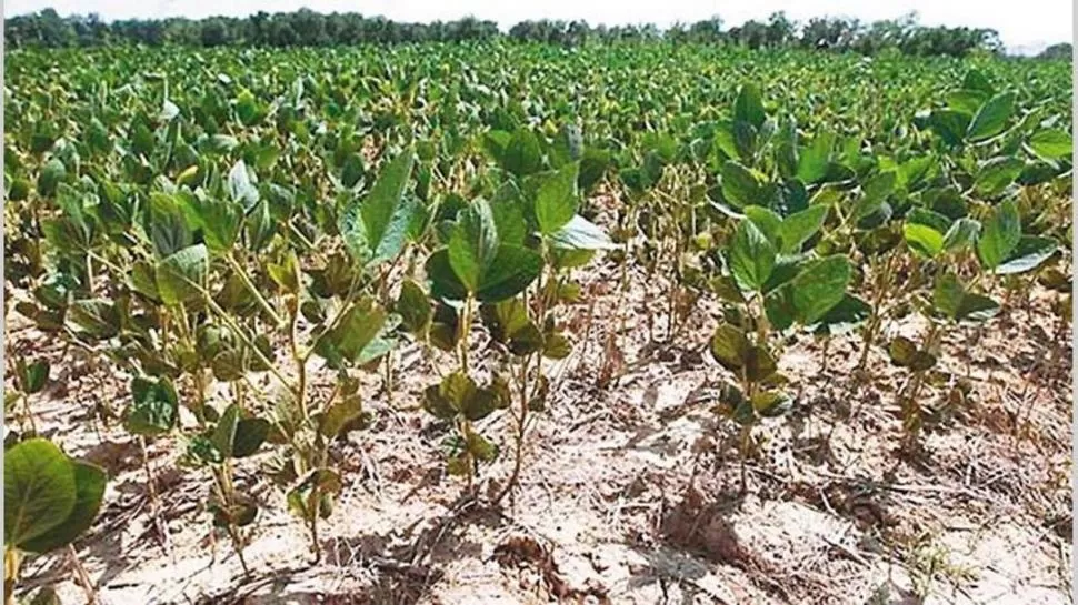 DAÑO. La caída de hojas basales es un efecto de la falta de agua.  