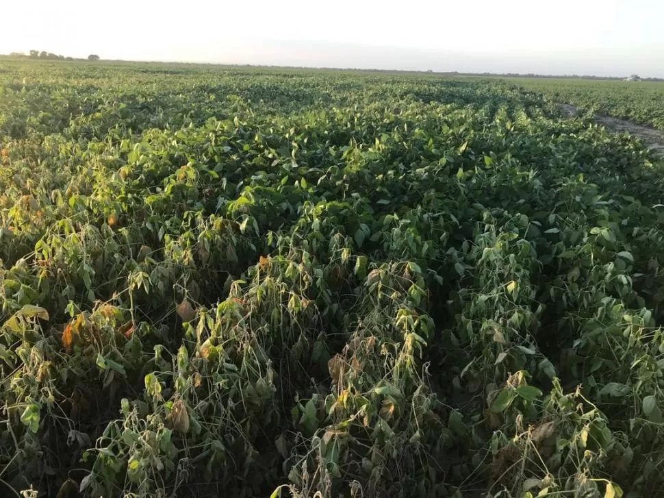 PERJUICIOS. Algunos lotes de soja donde faltó agua, o donde la siembra fue en zonas altas o arenosas, presentan síntomas muy marcados de estrés hídrico. 