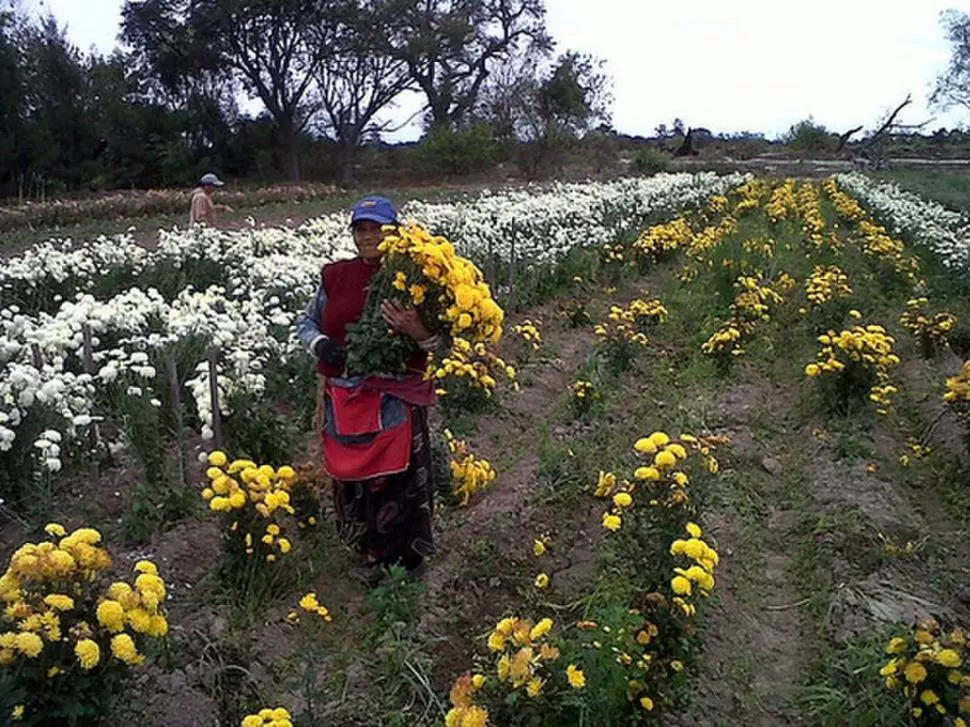 LAS FLORES. El objetivo es fortalecer el trabajo del productor familiar. 