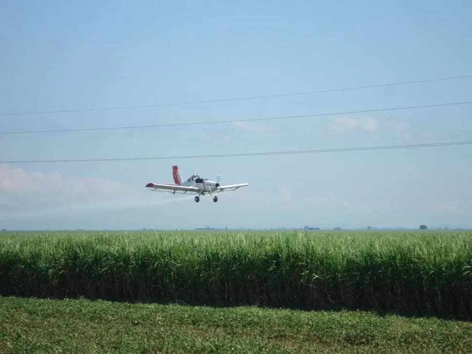 UNIFORMIDAD. A raíz de la irregularidad que tuvieron las lluvias durante el cultivo de caña de azúcar, existe un amplio mosaico de situaciones en cuanto a la maduración que sugieren aplicar productos sintéticos. 