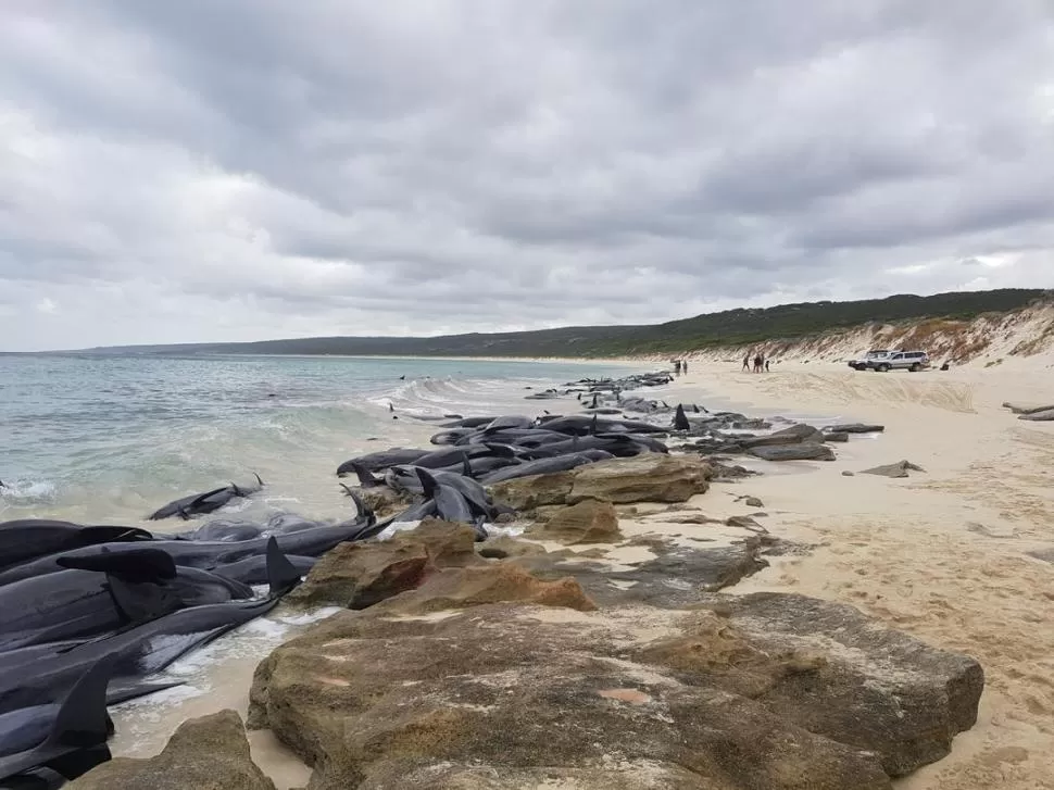PANORAMA DESOLADOR. Los cetáceos cubren la bahía de Hamelin. Reuters