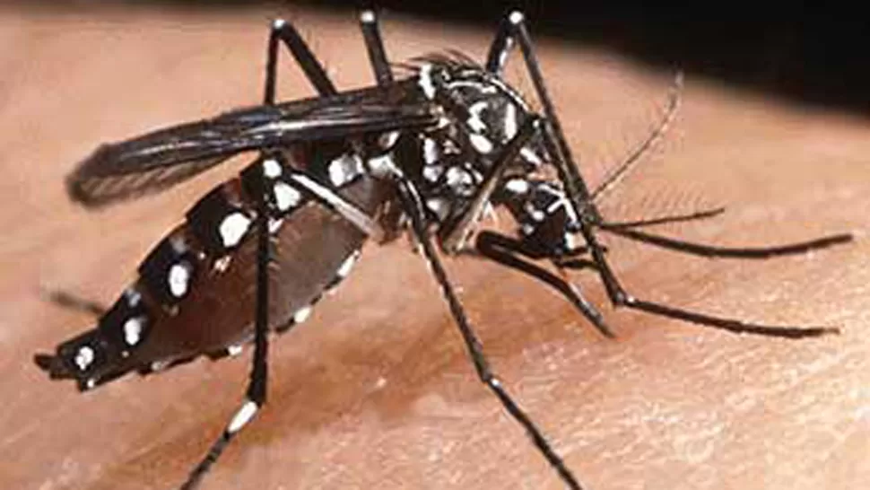 VECTOR. El aedes aegypti transmite la fiebre amarilla, entre otros males. ARCHIVO