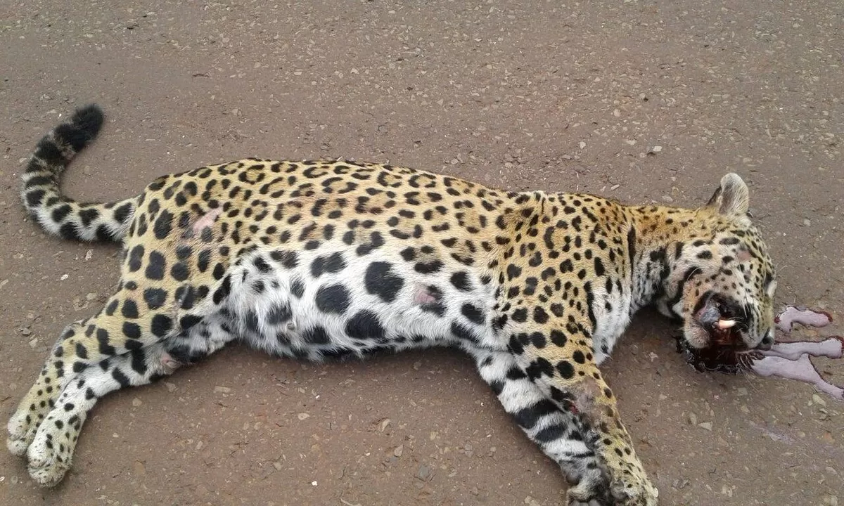 El felino fue chocado en el cruce de la ruta 19. FOTO TOMADA DE WWW.CLARIN.COM