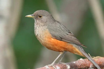 Disfrutar la belleza de nuestras aves puede ser un gran negocio turístico