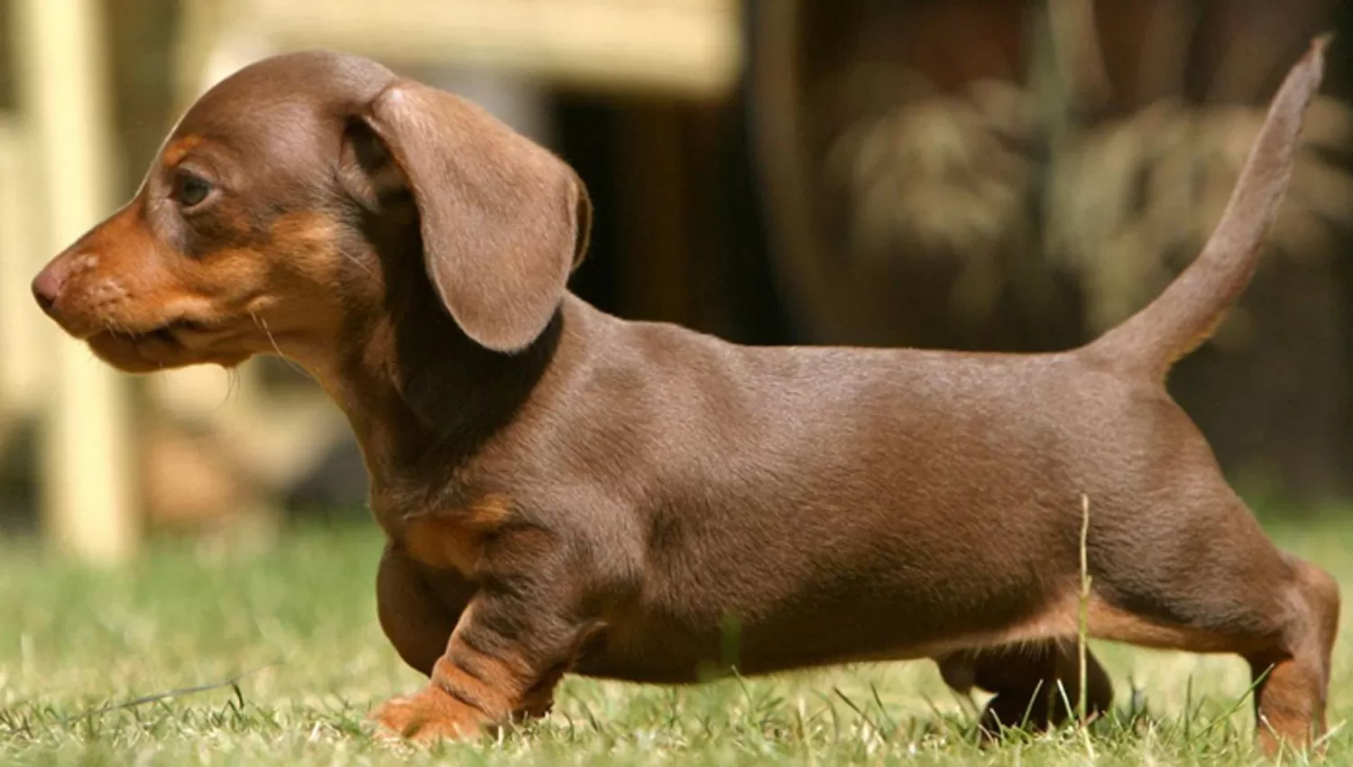 PERROS SALCHICHA. FOTO TOMADA DE PINTEREST