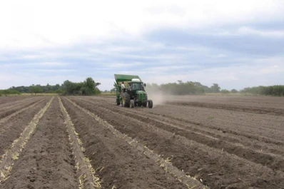 La plantación mecanizada de caña de azúcar llegó para quedarse