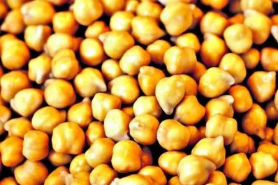 Presentaron una nueva variedad de garbanzo producido por la Experimental