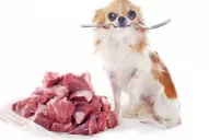 Demostraron los riesgos de alimentar a las mascotas con carne cruda