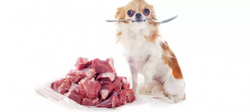 Demostraron los riesgos de alimentar a las mascotas con carne cruda