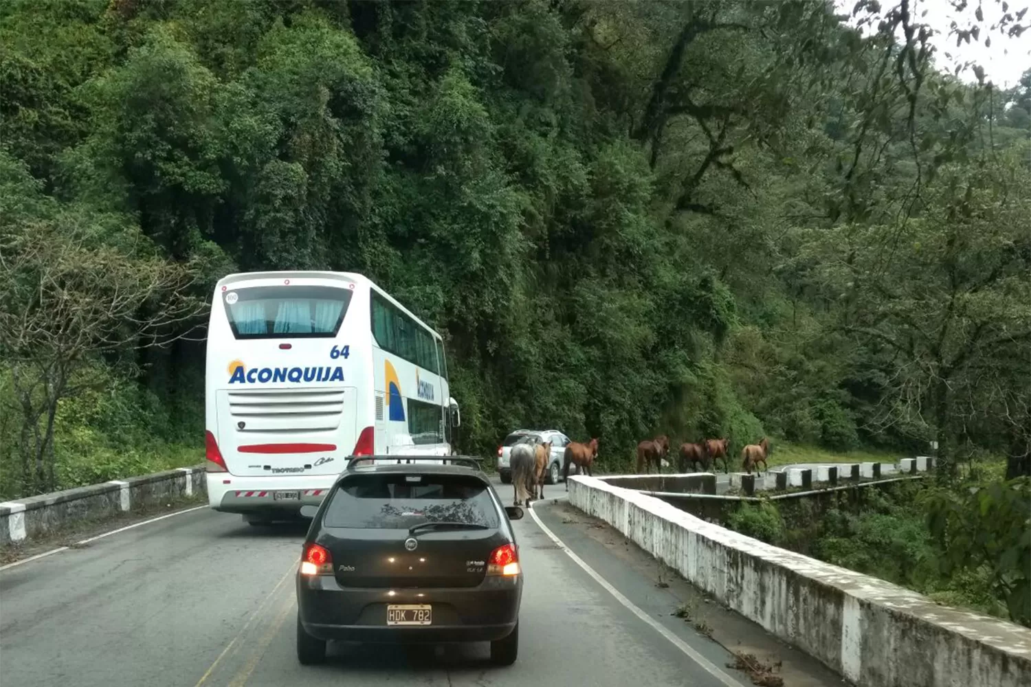 EMBOTELLAMIENTO. Animales sueltos complicaron la vuelta de los que bajaban por la ruta 307 .FOTO ENVIADA A LA GACETA WHATSAPP.