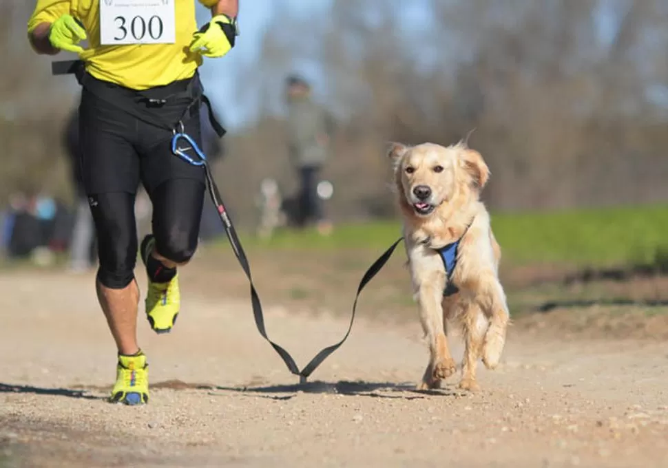 EN ACCIÓN. Hay que utilizar una correa especial -ajustada a la cintura-, no la que se emplea para los paseos. 