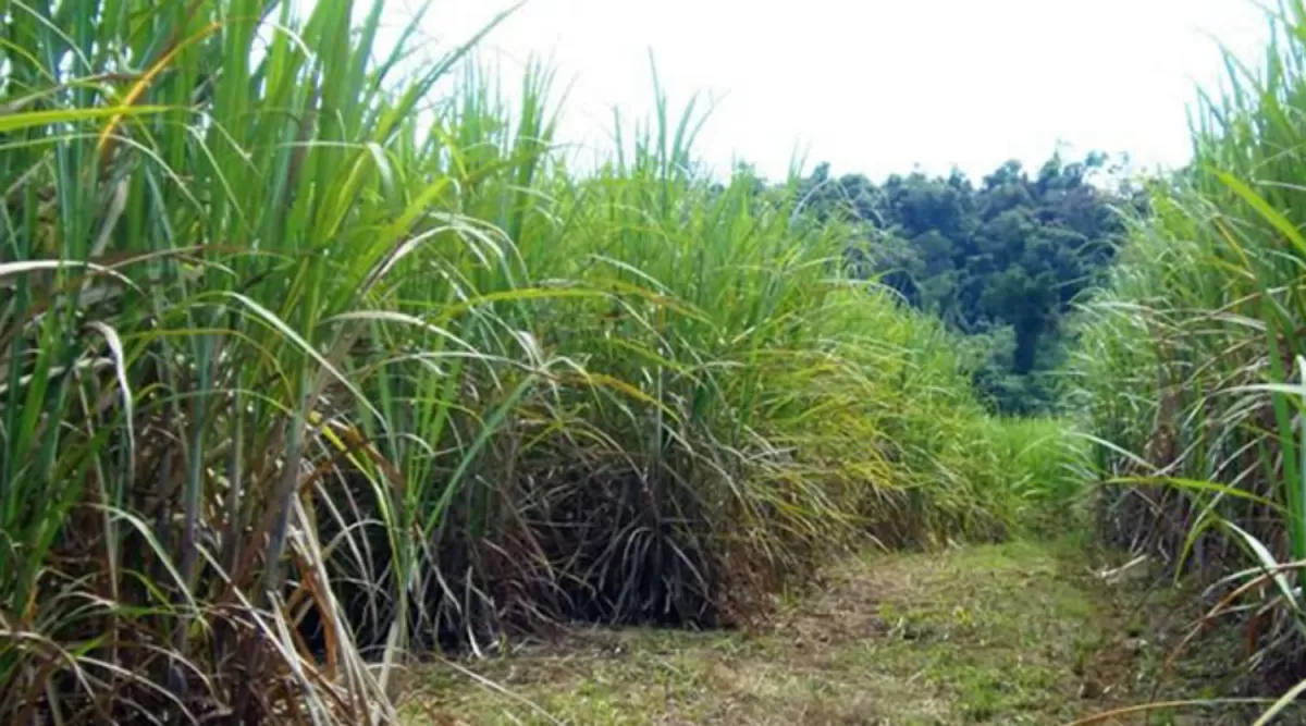 Por el aumento del gasoil, el sector cañero se declaró en crisis