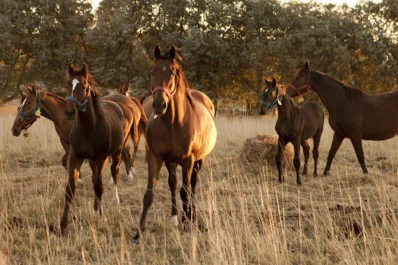 El Senasa impulsa medidas preventivas contra la influenza equina