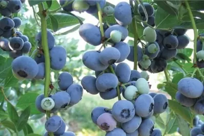 Dictan charlas técnicas para exportar arándanos a China