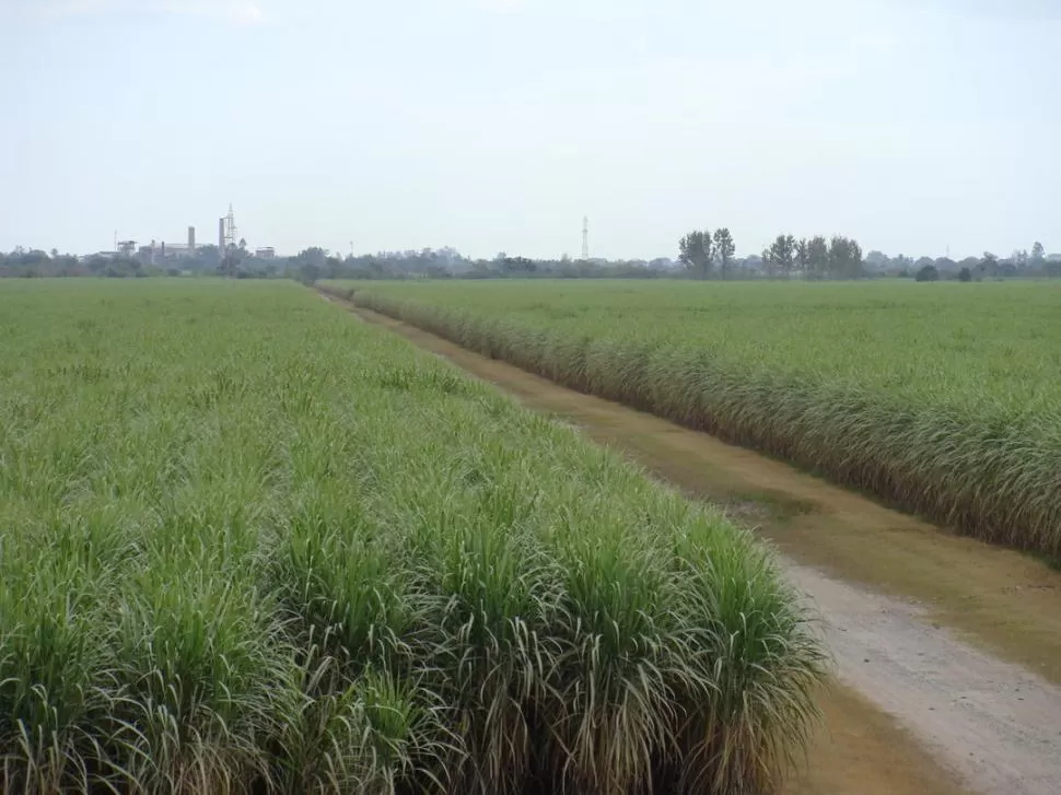 CUIDAR EL CULTIVO. Los cañaverales de Tucumán, como el de la imagen, al igual que sus similares del resto del mundo, pueden sufrir importantes pérdidas productivas por el impacto de la enfermedad en los tallos de las cañas. 