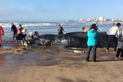 Video: trabajan contrarreloj para rescatar a una ballena de seis toneladas varada en Mar del Plata