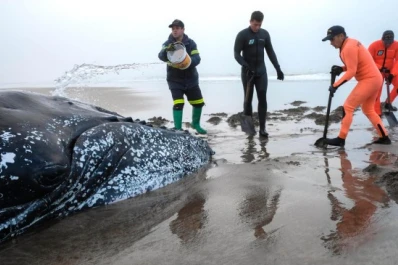 Murió la ballena que había encallado en Mar del Plata: ¿por qué llegó hasta la costa?