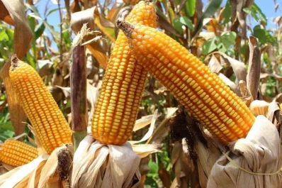 Inspecciones de la AFIP Tucumán: clausuran molinos de maíz y una fraccionadora de legumbres