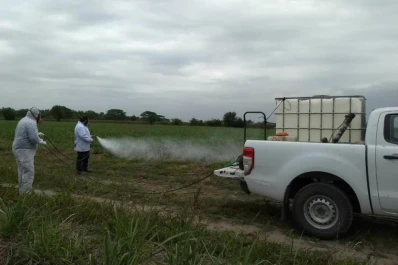 Utilizan prevención y controles biológicos y químicos para combatir a la langosta en el mundo