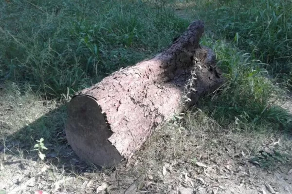 El parque de la Joven Argentina