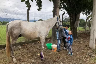 La historia de un caballo que despertó la solidaridad de un vecindario de Yerba Buena