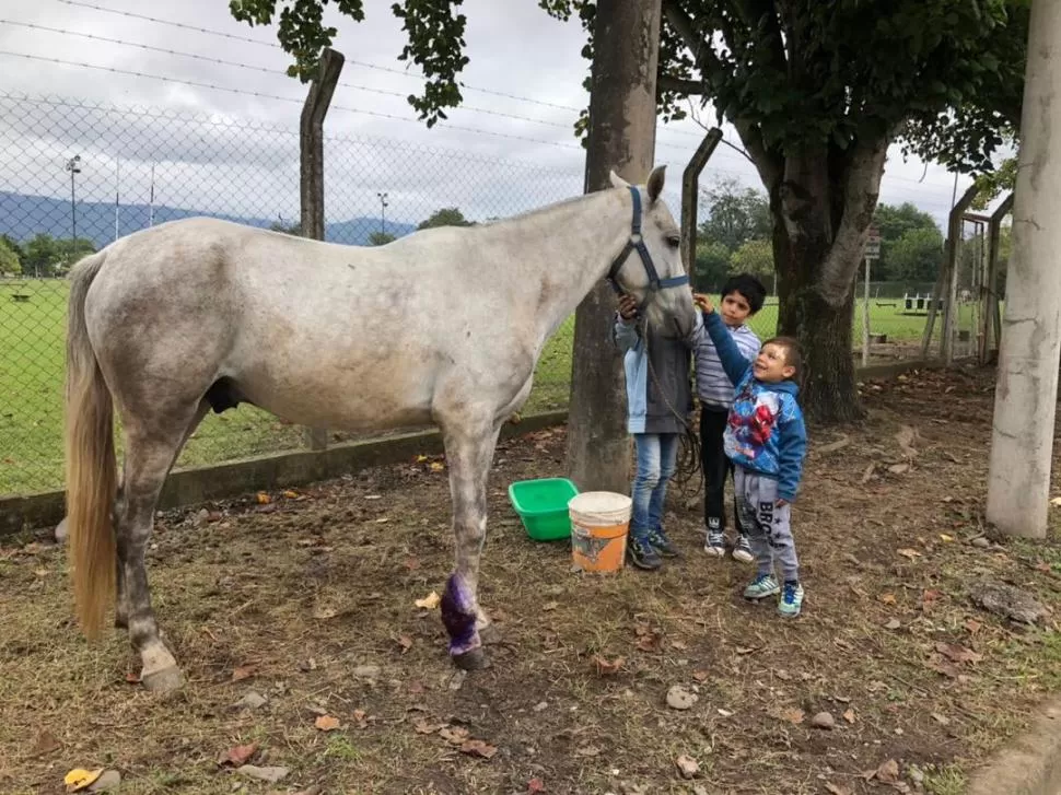 CAMINATA. Cuando salen de la escuela, unos hermanitos de la diagonal Norte buscan al caballo para pasearlo.  LA GACETA / FOTOS DE ANALÍA JARAMILLO.-