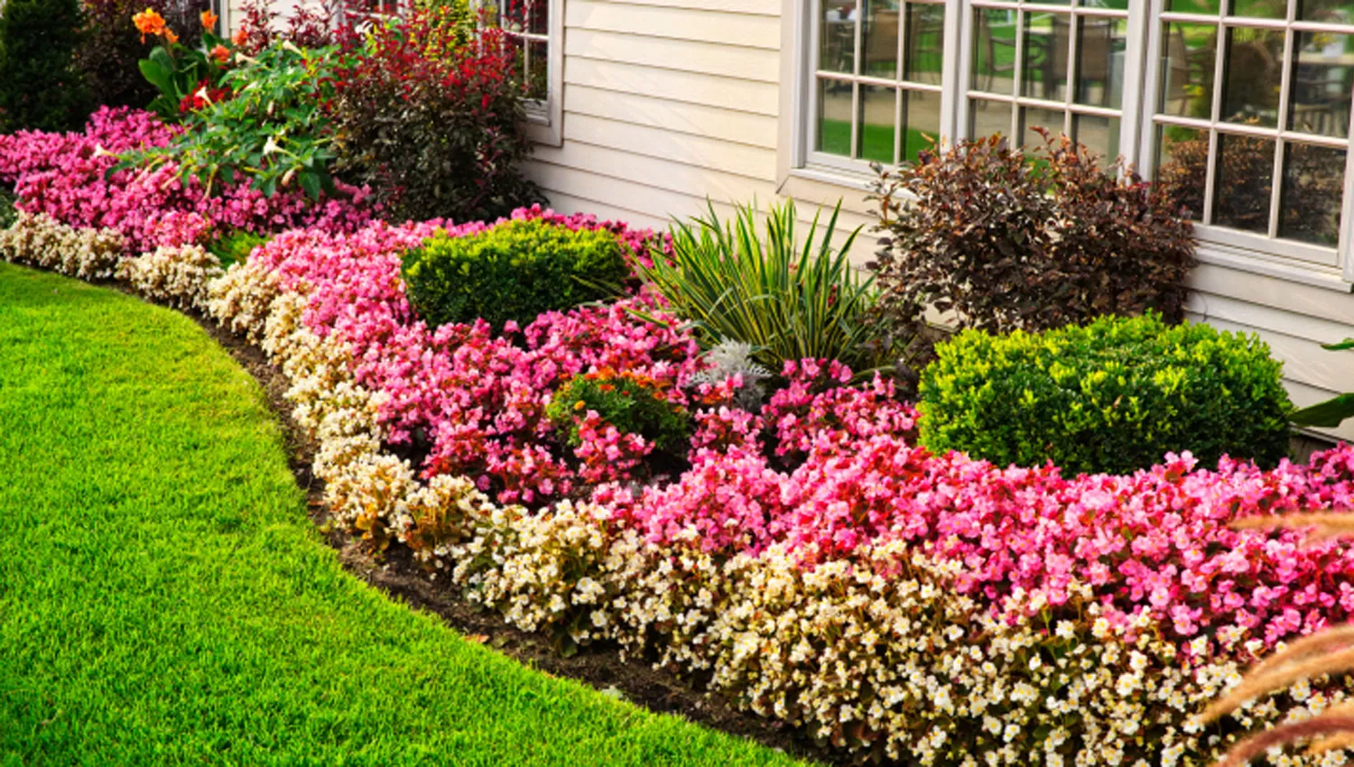 Si alguna de estas plantas está en tu casa, es mejor que tengas cuidado