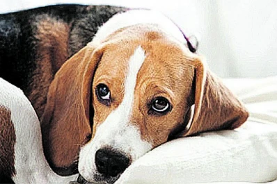 Mascotas al diván: la ansiedad, el estrés y el TOC también afectan a perros y gatos