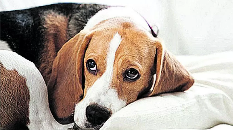 LA CAUSA. Los trastornos conductuales se deben a la creciente humanización de las mascotas, afirman los especialistas.-