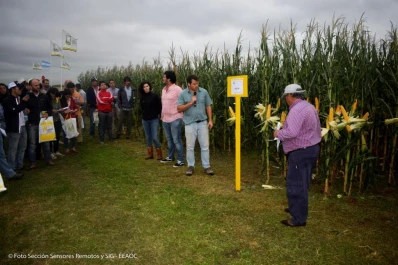 Presentan híbridos maiceros