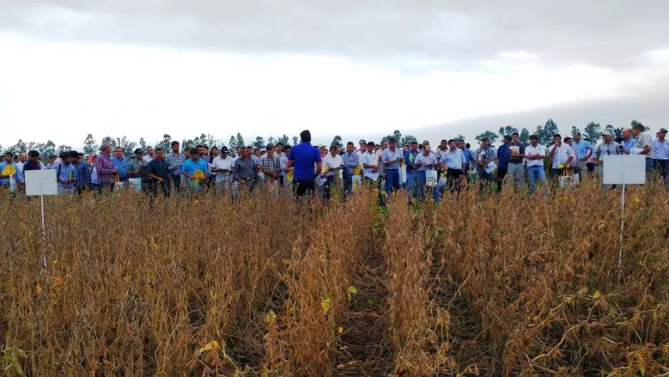 INFORMACIÓN. Las recorridas fueron coordinadas por técnicos de la Eeaoc. GENTILEZA EEAOC