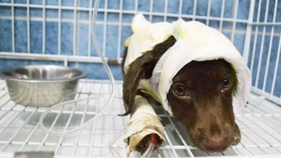 AGONÍA Y MUERTE. El acusado habría saltado la tapia y encendido una bordeadora para que no se escuchara cuando torturaba a Chocolate. FOTO ARCHIVO