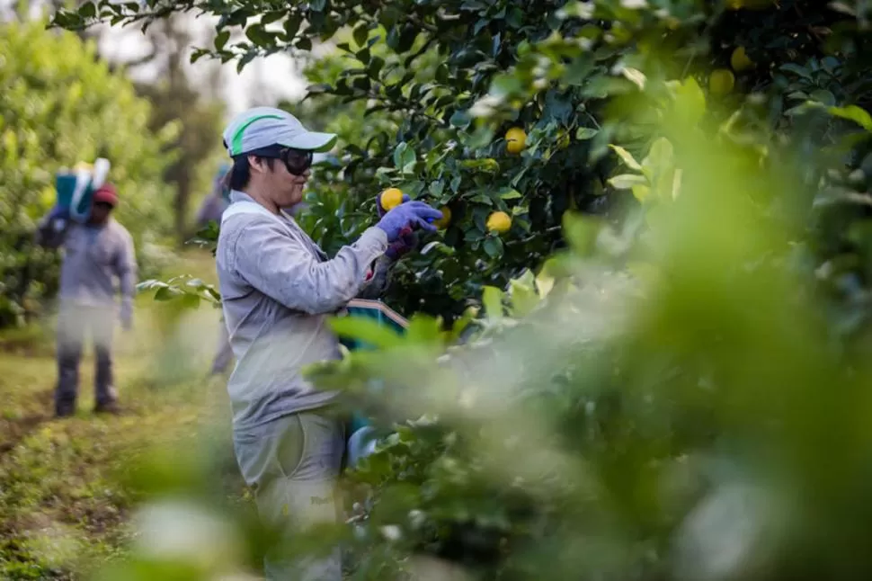 EN LAS FINCAS. Los operarios trabajan con dedicación y profesionalismo. 