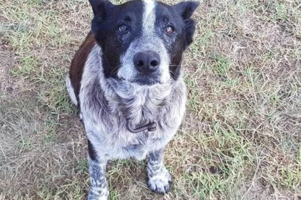 Max, el perro sordo y ciego que le salvó la vida a una nena que estaba perdida